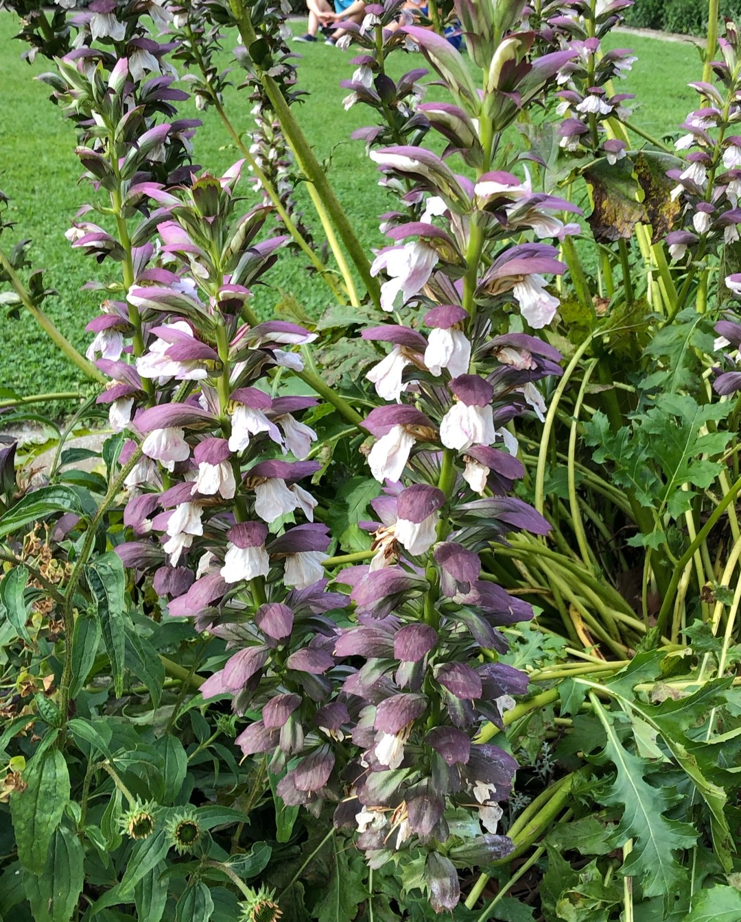 Acanthus mollis 'Morning's Candle' Flower, Leaf, Uses - PictureThis