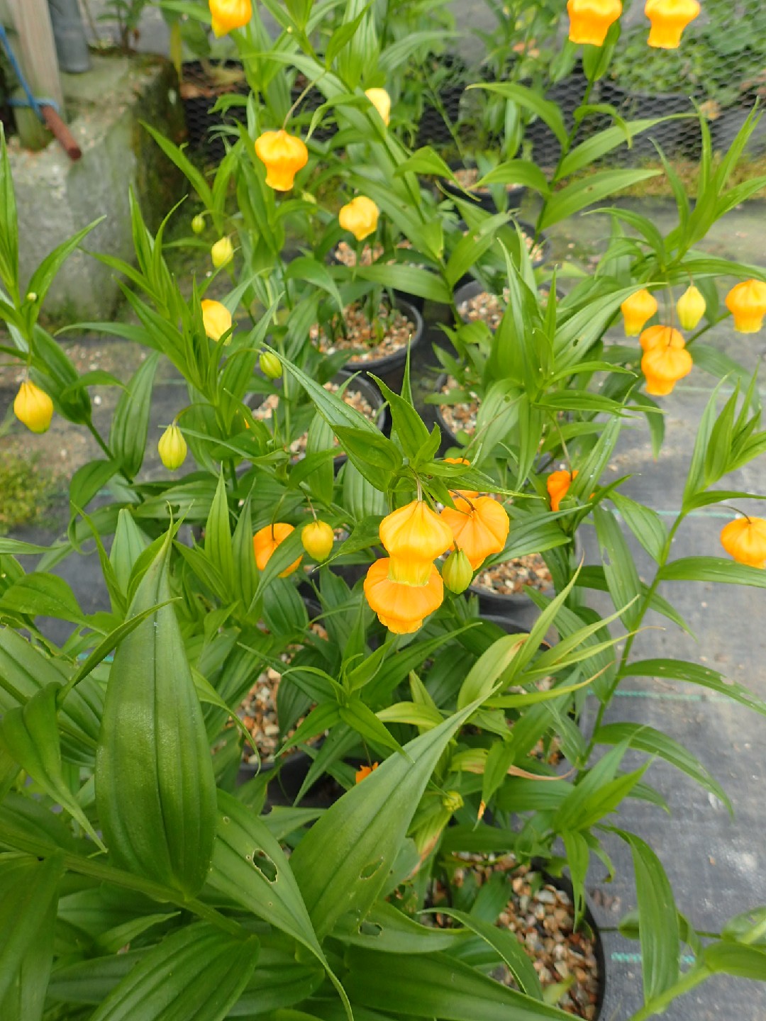 サンダーソニア Sandersonia Aurantiaca 花言葉 学名 よくある質問 Picturethis