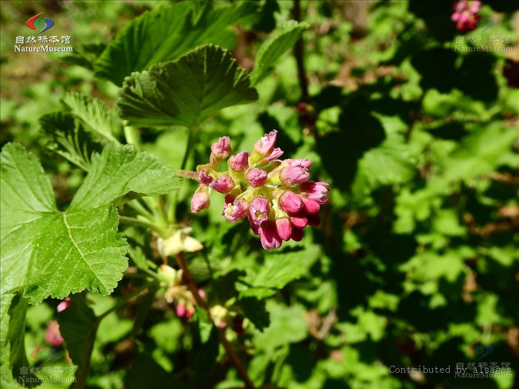 Ribes Roezlii Ribes Roezlii Picturethis