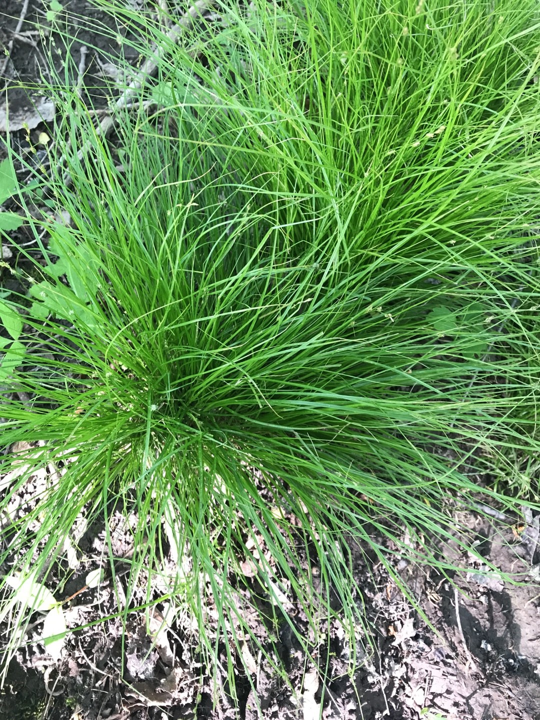 Carex eburnea PictureThis