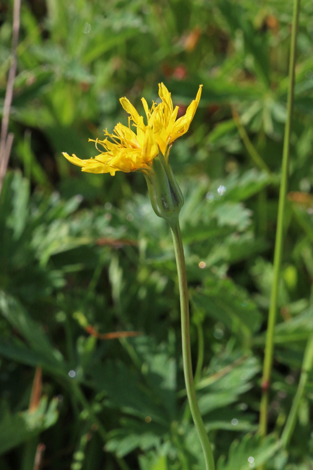 Microseris nutans PictureThis