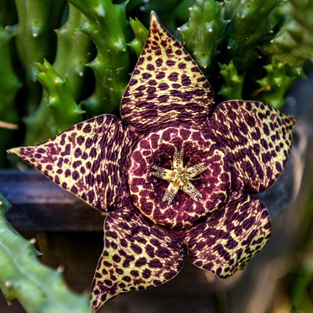 ラジェダオには何種類の花がありますか Picturethis