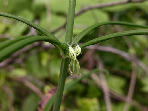 カギクルマバナルコユリ Polygonatum Sibiricum 花言葉 学名 よくある質問 Picturethis