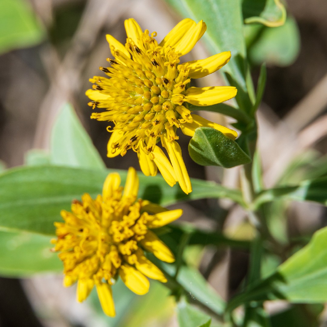 Sea oxeye (Borrichia frutescens) Flower, Leaf, Care, Uses - PictureThis