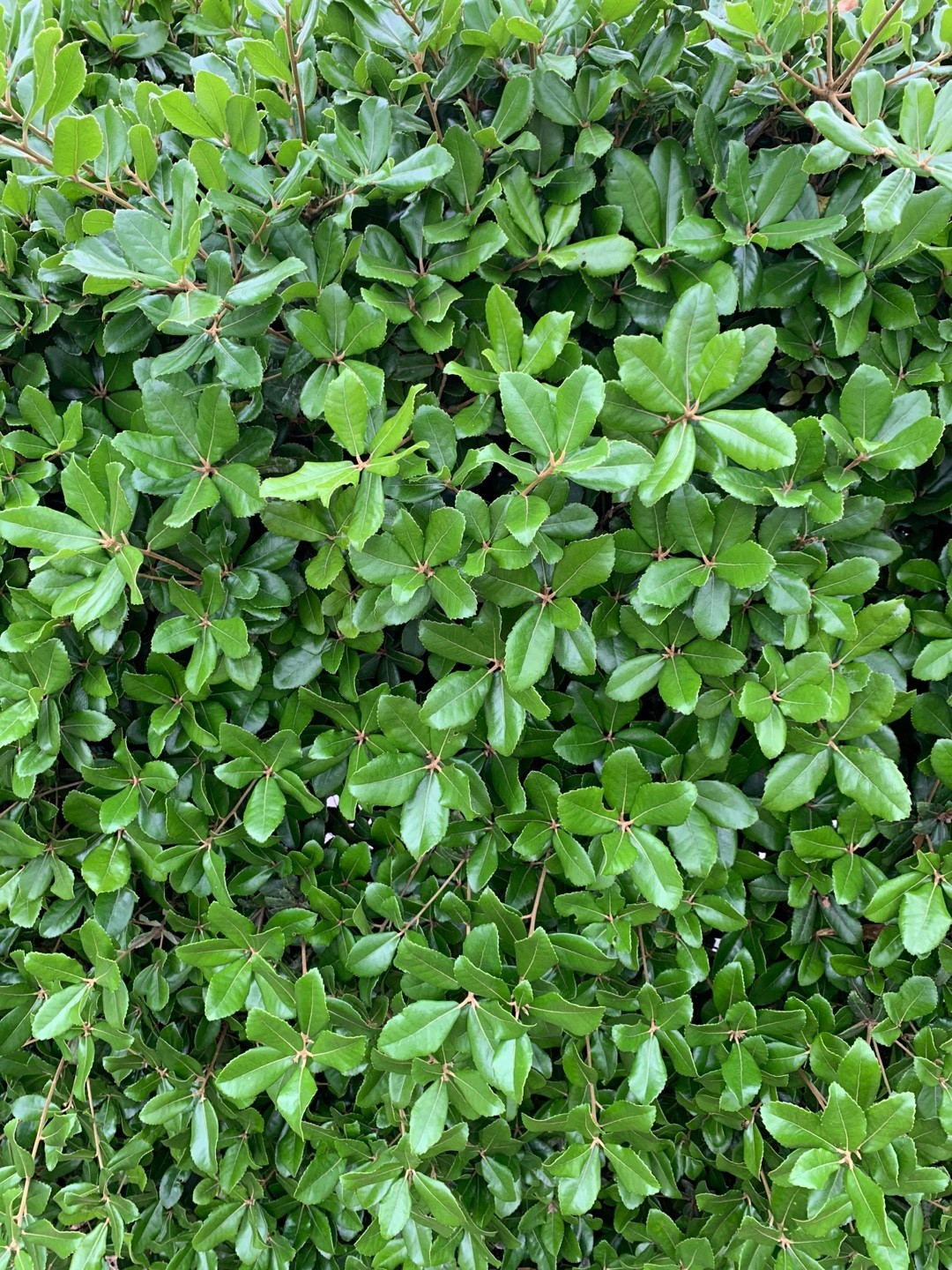 Quercus phillyreoides PictureThis