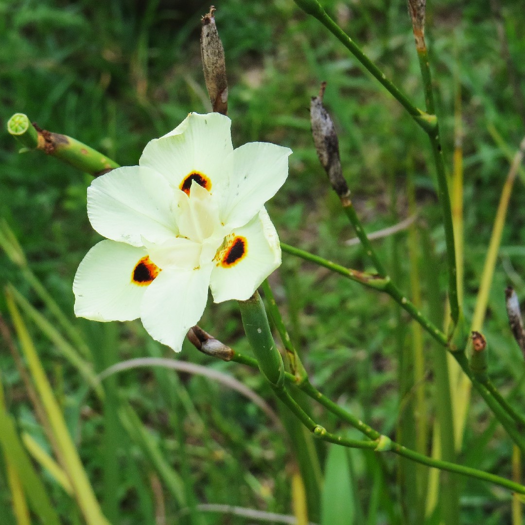 オキナワシャガ(沖縄シャガ) (Dietes bicolor) 花言葉,学名,よくある質問 - PictureThis