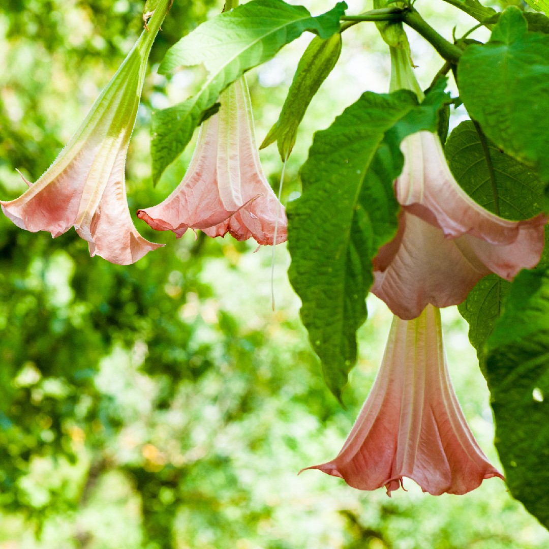 キダチチョウセンアサガオ 木立朝鮮朝顔 Brugmansia Suaveolens 花言葉 学名 よくある質問 Picturethis