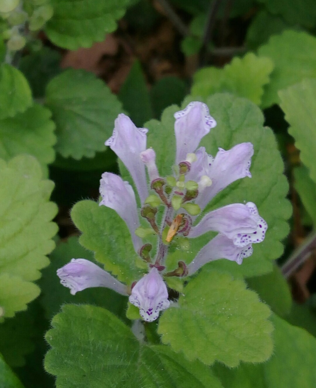 Scutellaria Indica 花言葉 学名 よくある質問 Picturethis