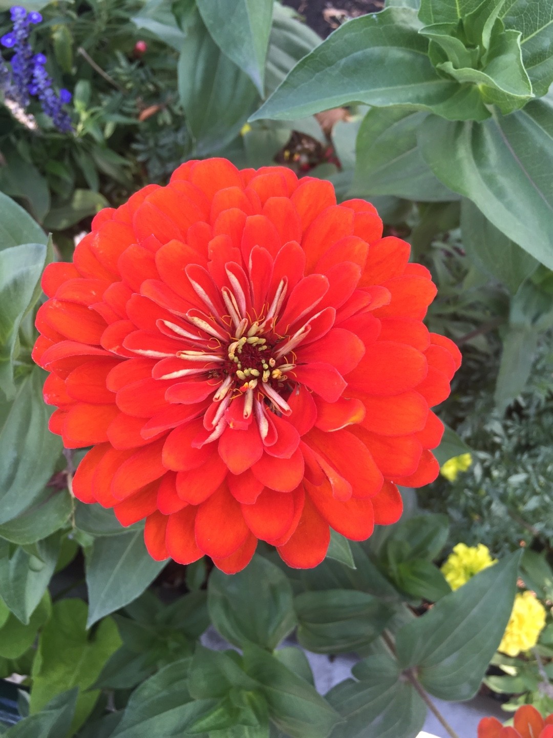 Zinnia elegans 'Will Rogers' - PictureThis