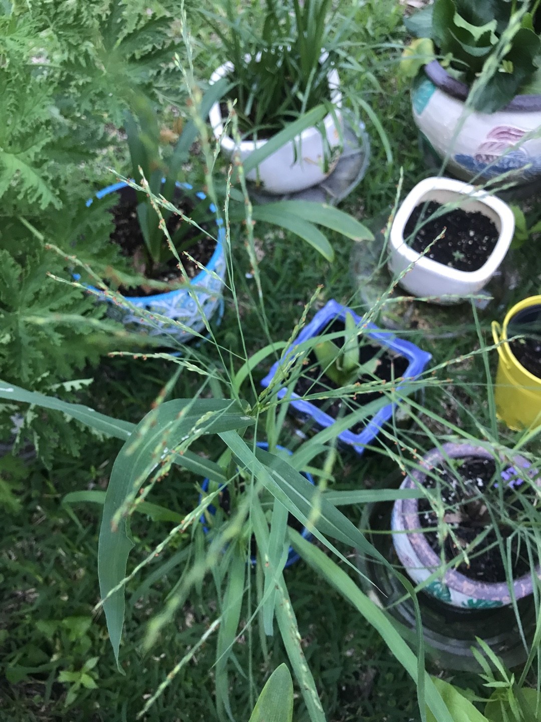 洋野黍 Panicum Dichotomiflorum 照顧 繁殖 開花時間 Picturethis