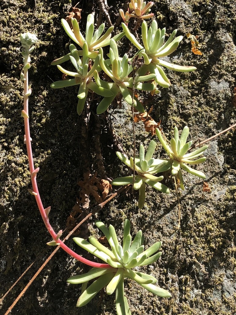 Dickblattgewächse (Crassulaceae)
