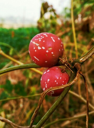 オキナワスズメウリ 沖縄雀瓜 Diplocyclos Palmatus 花言葉 毒性 よくある質問 Picturethis