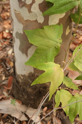 プラタナス ライチ Platanus Wrightii 花言葉 学名 よくある質問 Picturethis