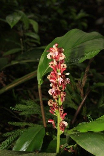 ハナミョウガ 花茗荷 Alpinia Japonica 花言葉 学名 よくある質問 Picturethis