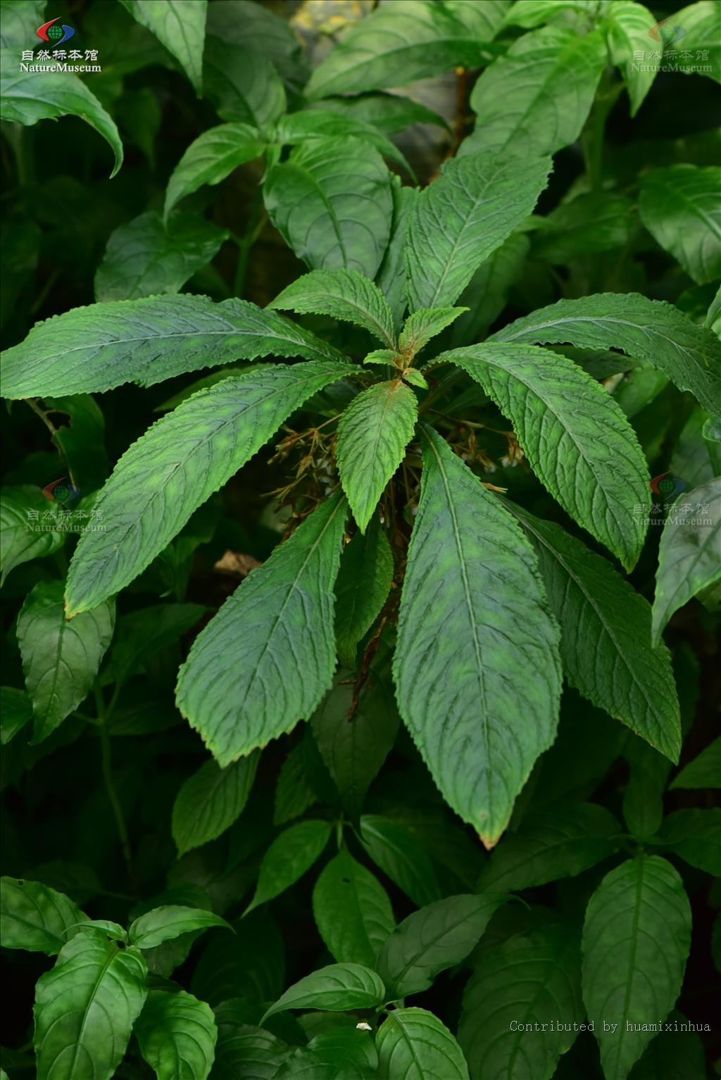 Rhynchotechum discolor PictureThis