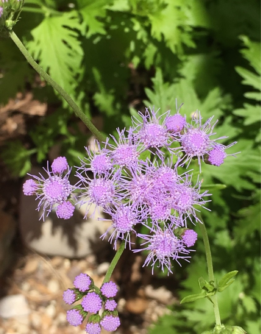 Conoclinium dissectum PictureThis
