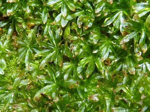 Atrichum PictureThis