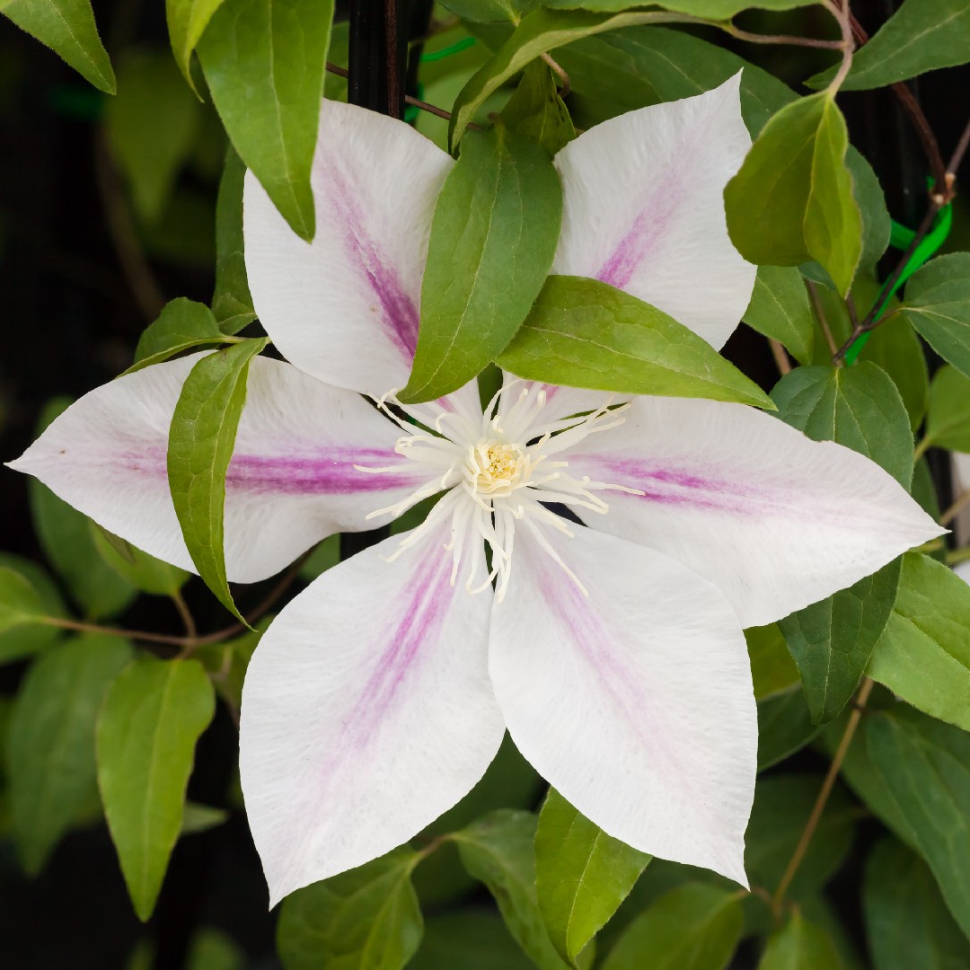Clematis ‘Andromeda’ - PictureThis