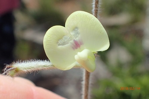 Macrotyloma PictureThis