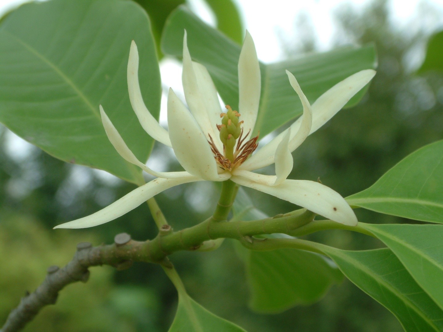 Magnolia Alba 花言葉 学名 よくある質問 Picturethis