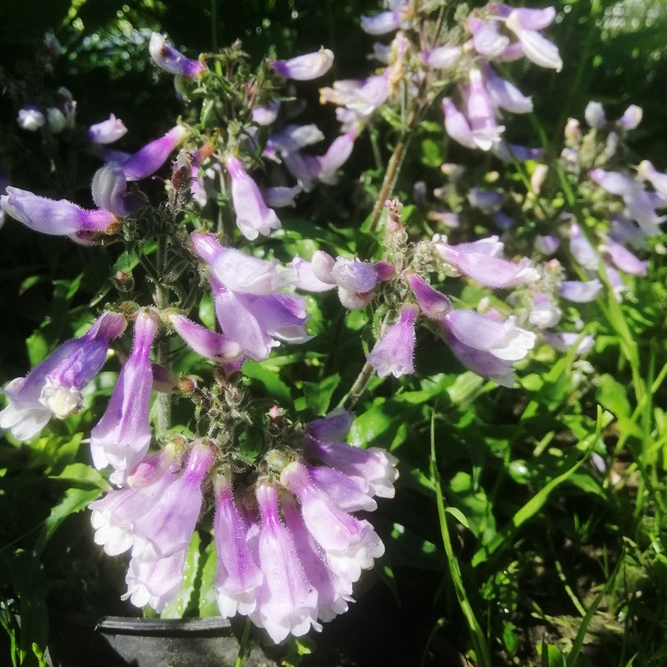 Penstemon hirsutus PictureThis
