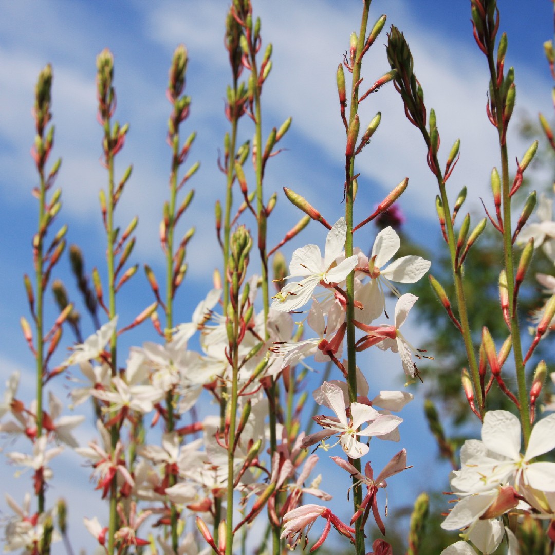 ガウラ Oenothera Lindheimeri 花言葉 毒性 よくある質問 Picturethis ガウラ Oenothera Lindheimeri 花言葉 毒性 よくある質問 Picturethis