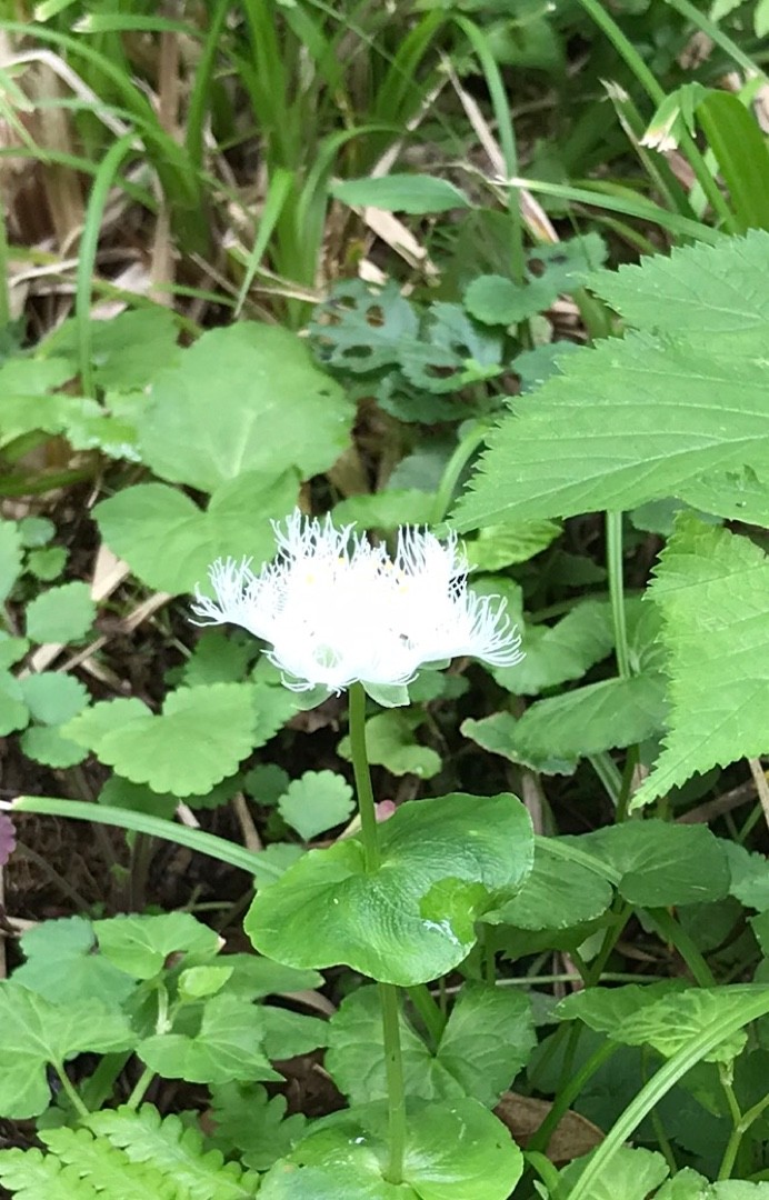 シラヒゲソウ Parnassia Foliosa 花言葉 学名 よくある質問 Picturethis