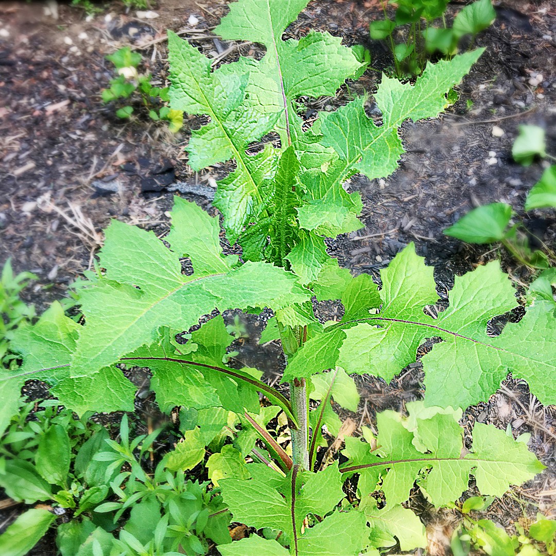 Tall blue lettuce (Lactuca biennis) Flower, Leaf, Uses PictureThis