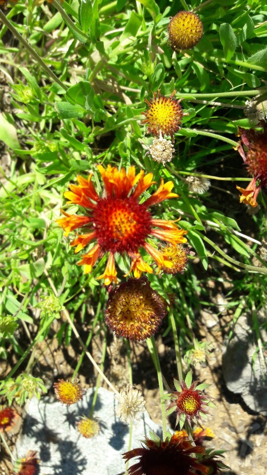 Gaillardia suavis PictureThis