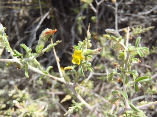 Melolobium microphyllum PictureThis