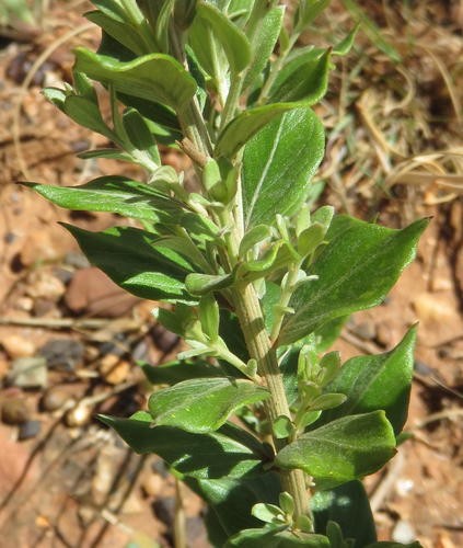 Hilliardiella oligocephala PictureThis