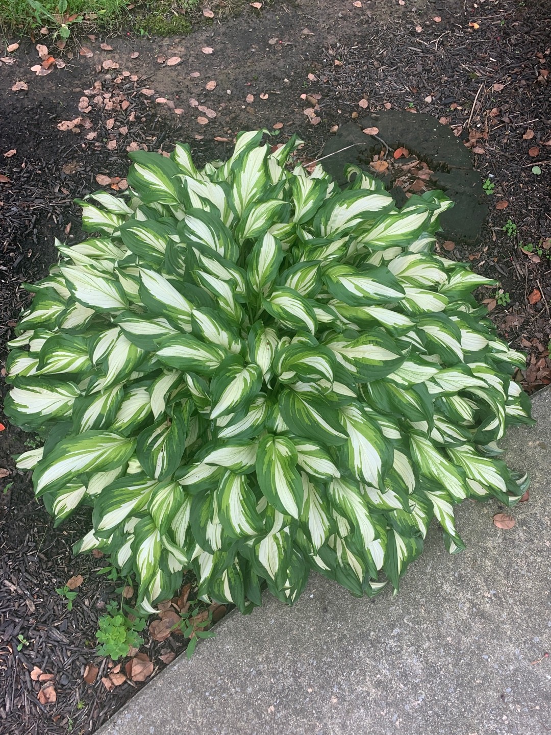 Hosta Cool As A Cucumber Hosta Cool As A Cucumber PictureThis
