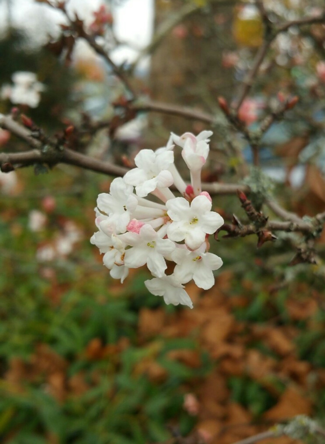 Viburnum × bodnantense 'Deben' PictureThis