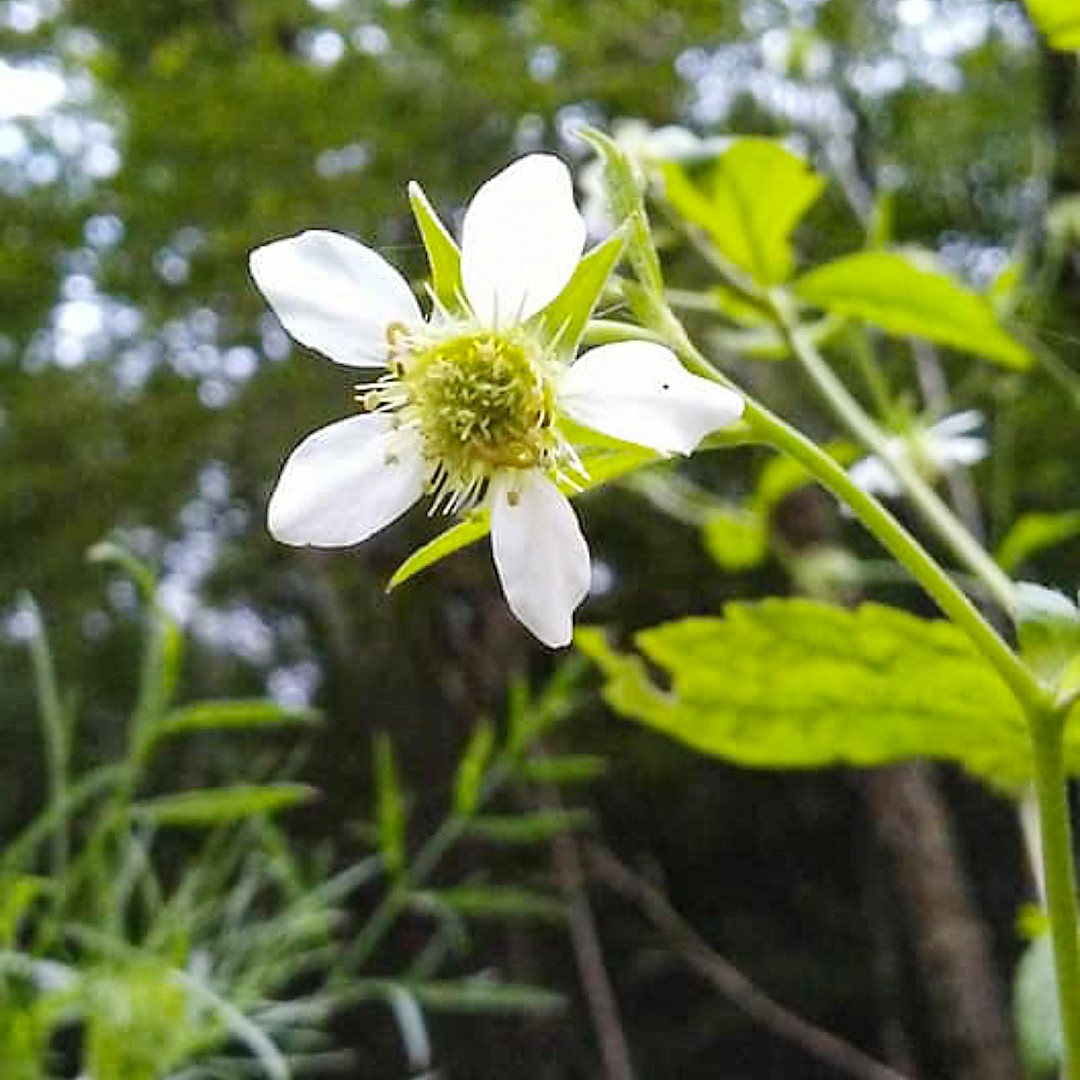 ダイコンソウゾク ダイコンソウ属 Geum 花言葉 学名 よくある質問 Picturethis ダイコンソウゾク ダイコンソウ属 Geum 花言葉 学名 よくある質問 Picturethis