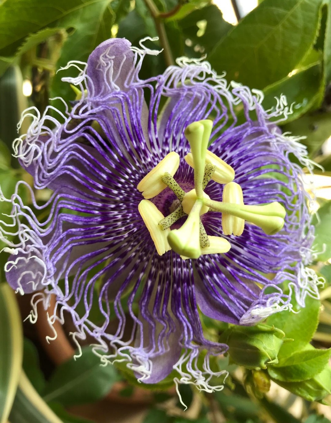 美麗トケイソウ パッシフロラ Passiflora Nephrodes ネフロデス 即発送可能 ネフロデス