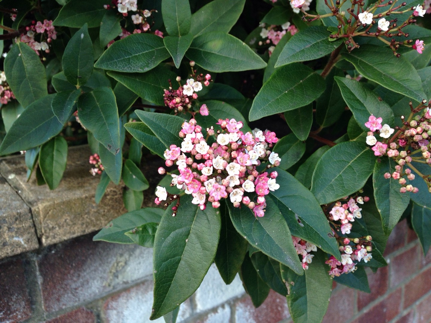 How High Does Viburnum Tinus Grow