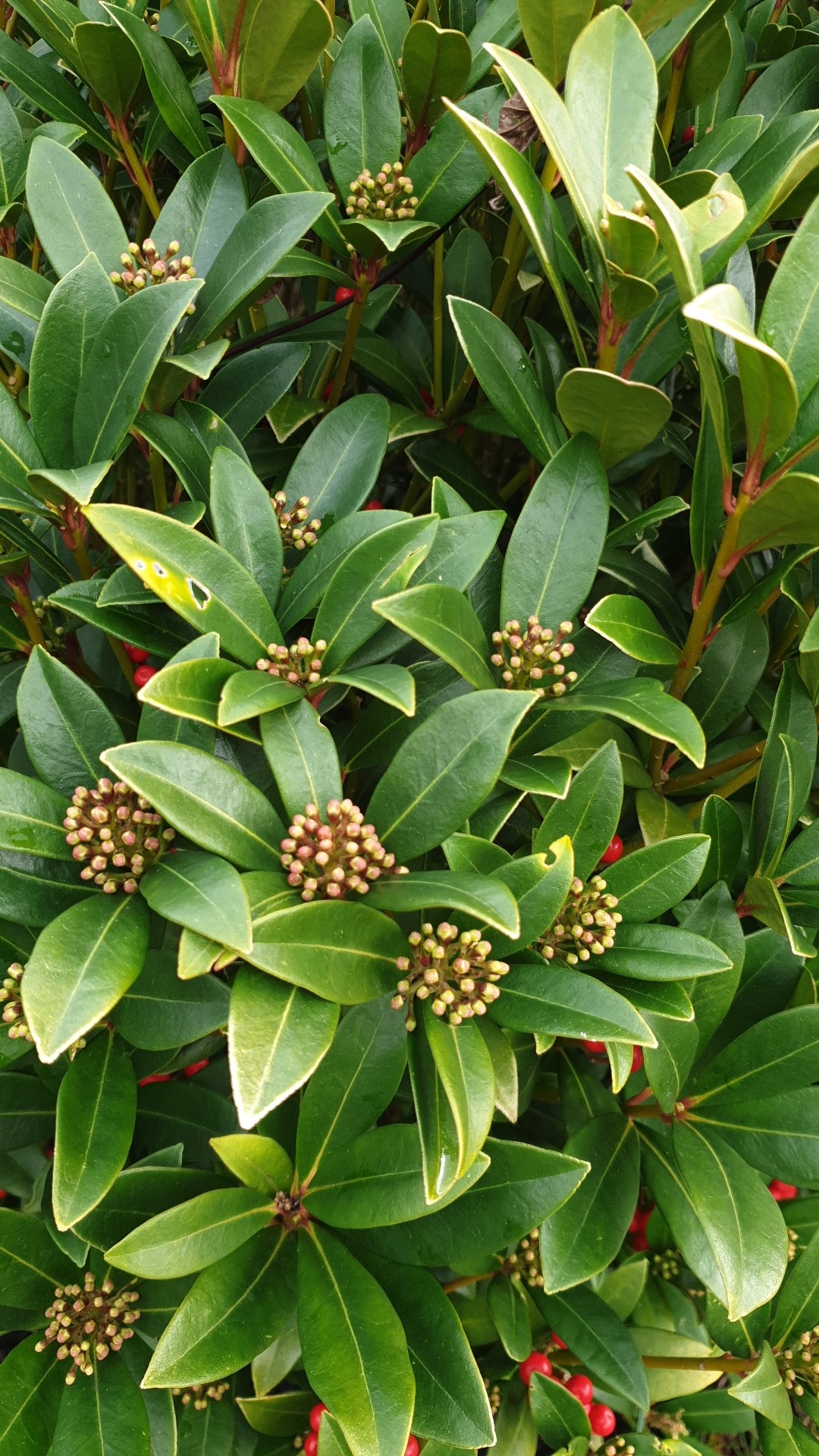 Skimmia Japonica Nymans 花言葉 毒性 よくある質問 Picturethis