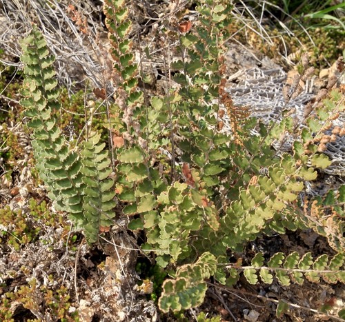 Astrolepis sinuata PictureThis