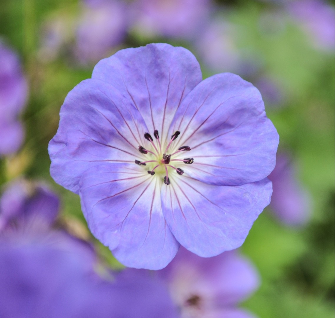フウロソウ属 Geranium 花言葉 学名 よくある質問 Picturethis