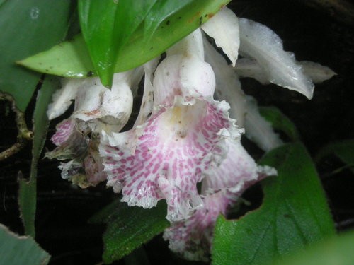 Trichopilia PictureThis