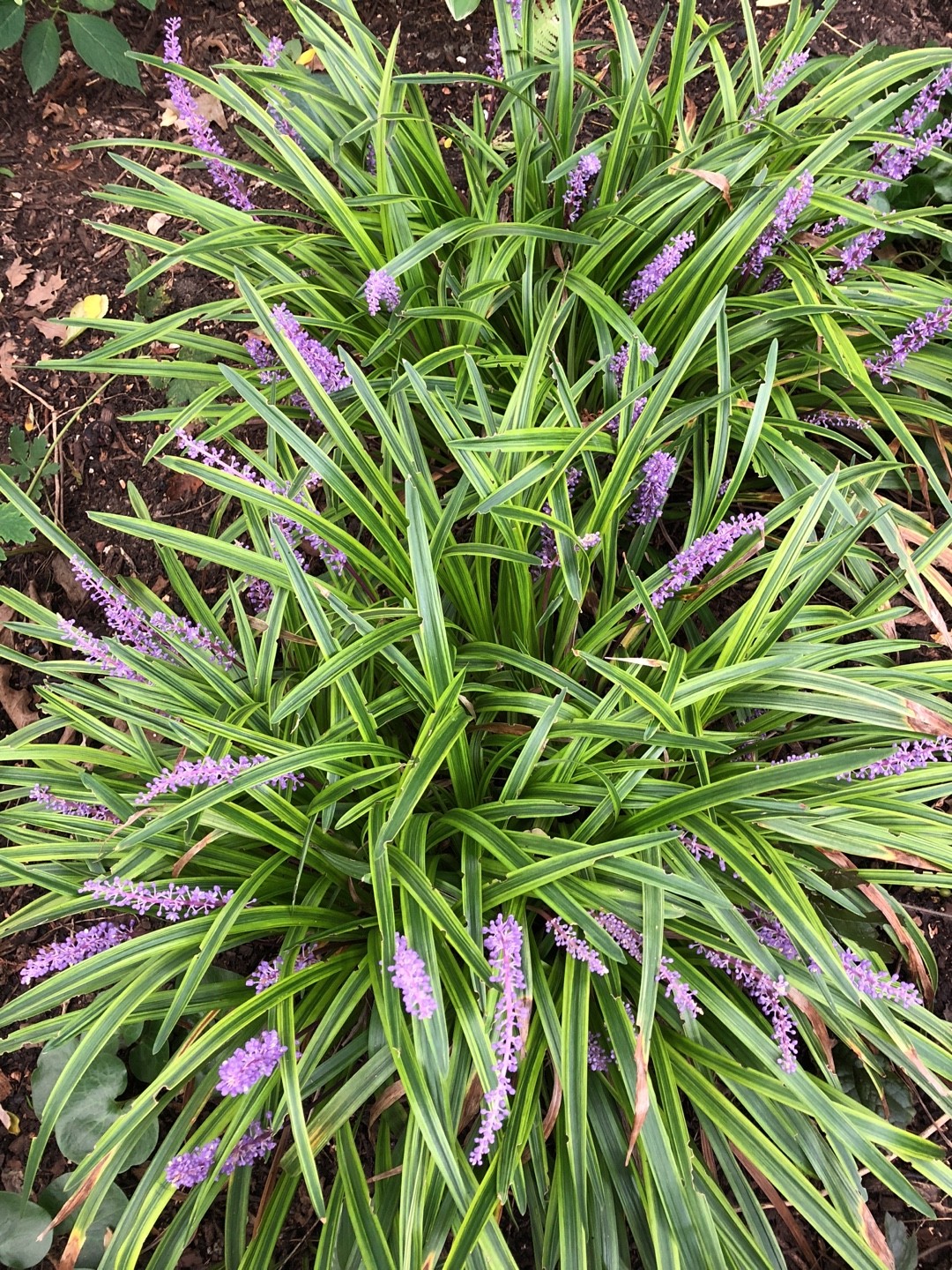 ヤブラン属 Liriope 花言葉 学名 よくある質問 Picturethis