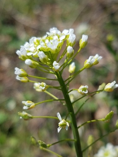 グンバイナズナ属 Thlaspi 花言葉 学名 よくある質問 Picturethis