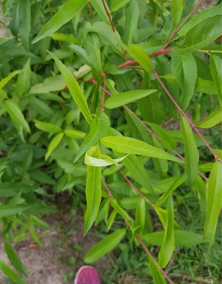 Salix rorida (Salix rorida) - PictureThis