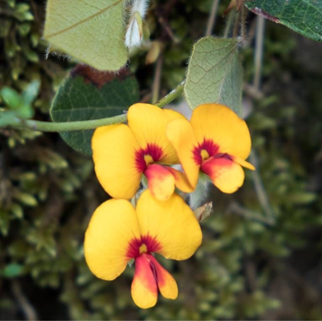 Platylobium obtusangulum - PictureThis