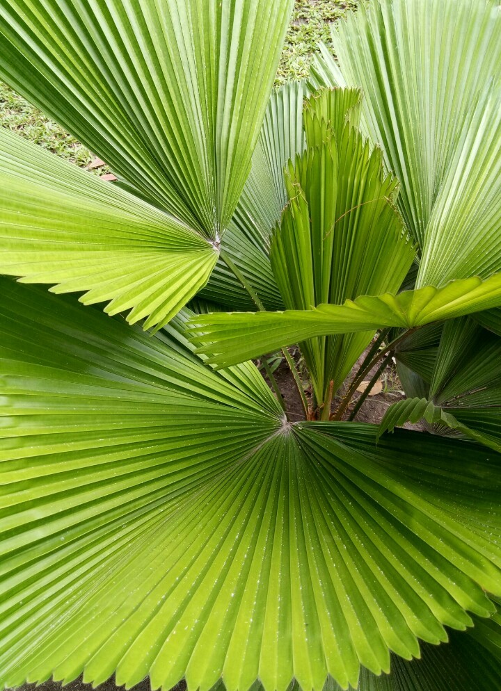 ウチワヤシ属 Licuala Picturethis