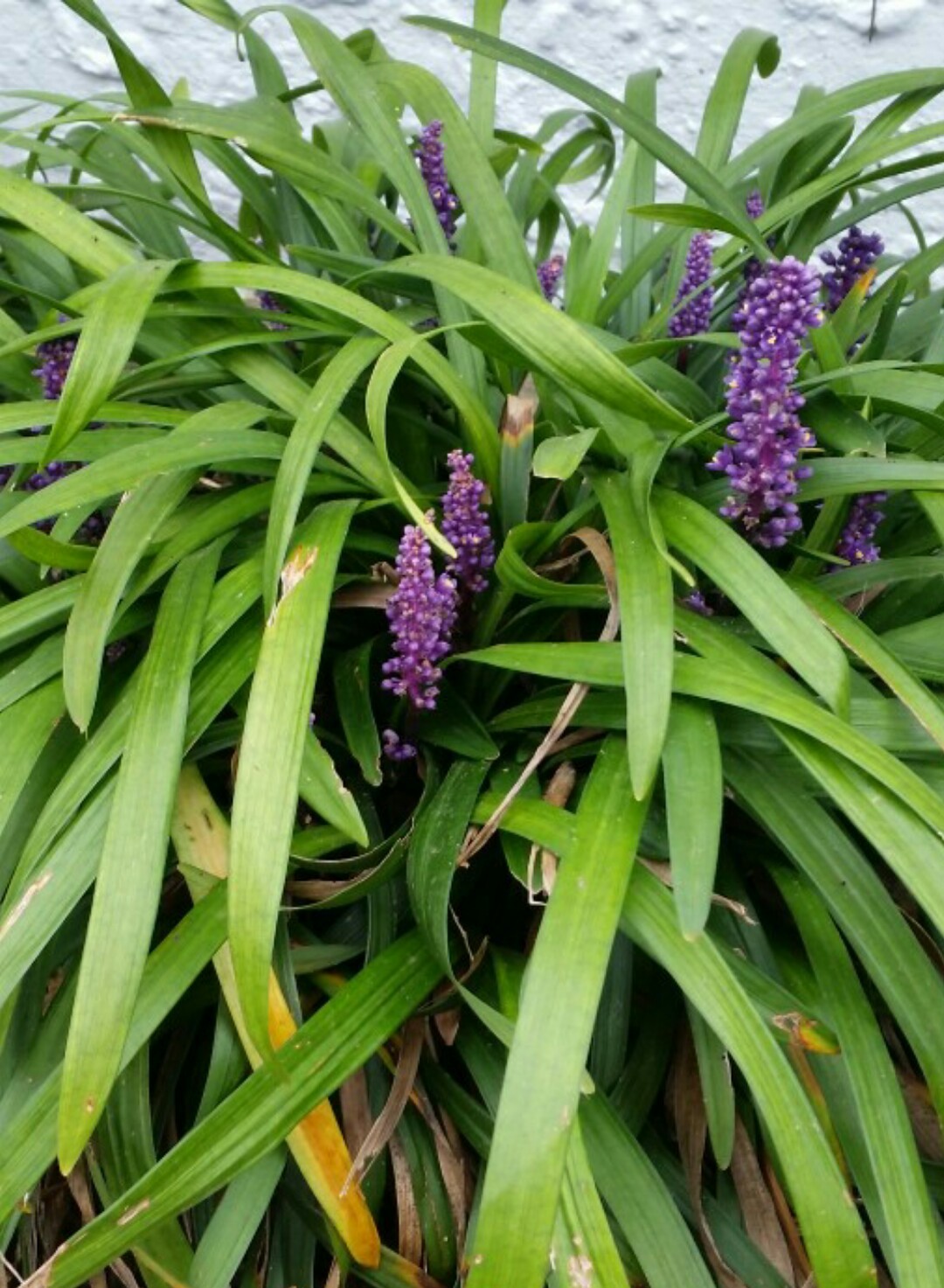 ヤブラン属 Liriope 花言葉 学名 よくある質問 Picturethis