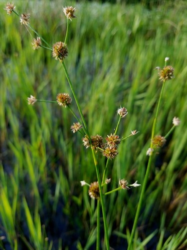 Juncus scirpoides PictureThis