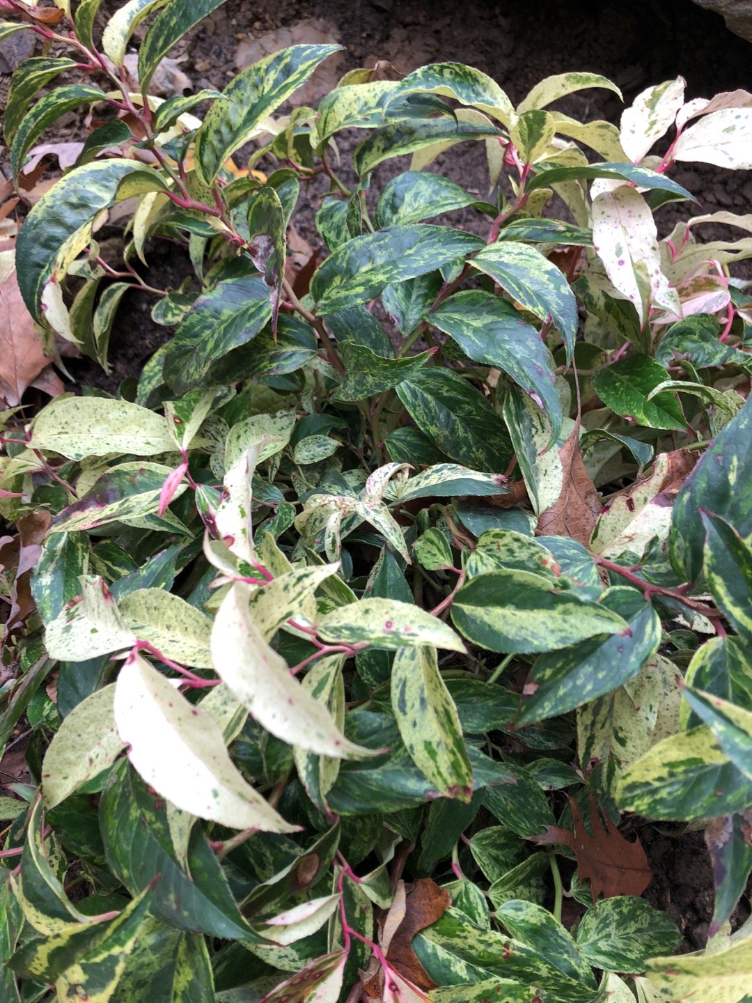 イワナンテン属 (Leucothoe) 花言葉，学名，よくある質問 - PictureThis