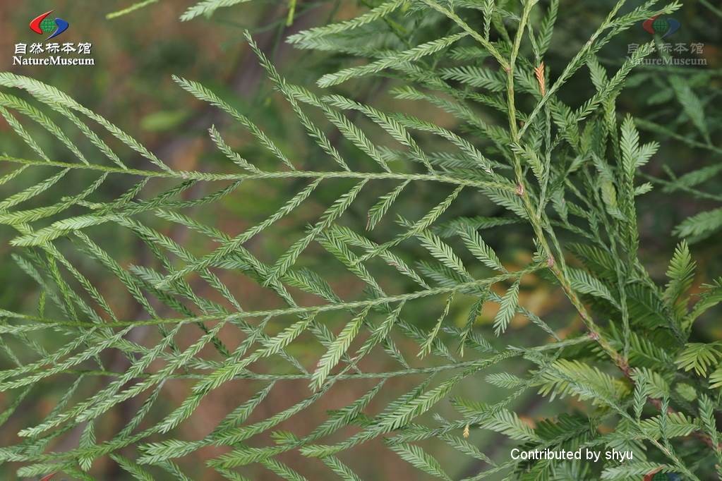 Dacrycarpus imbricatus PictureThis