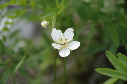 ウメバチソウ 梅鉢草 Parnassia Palustris 花言葉 学名 よくある質問 Picturethis